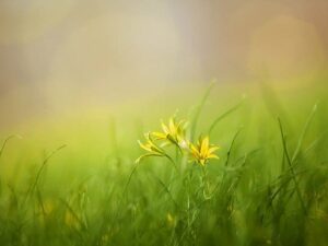 Harmonisation des Lieux de Vie et des Jardins